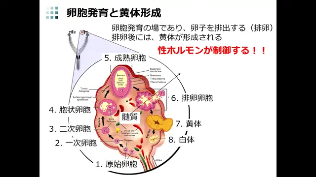 家畜繁殖学_1015