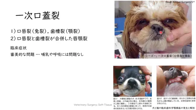 軟部組織外科学_0626